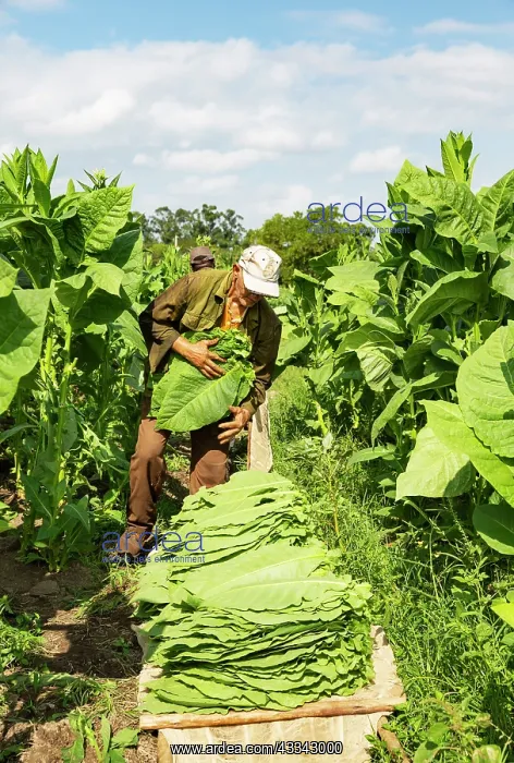 : Common tobacco. Harvesting tobacco leaves. Alejandro : Common tobacco. Harvesting tobacco leaves. Alejandro