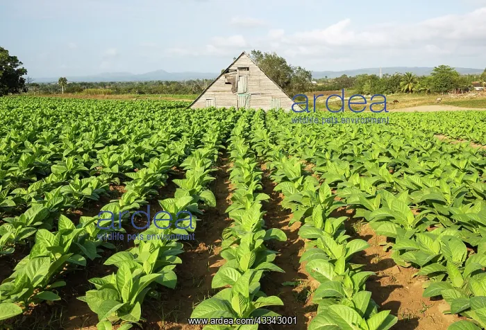 : Common tobacco. Plantation and barn used for drying : Common tobacco. Plantation and barn used for drying