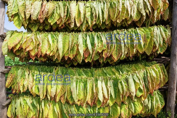 : Common tobacco. Tobacco leaves hung up for drying : Common tobacco. Tobacco leaves hung up for drying