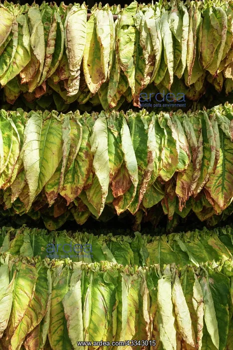 : Common tobacco. Tobacco leaves hung up for drying : Common tobacco. Tobacco leaves hung up for drying