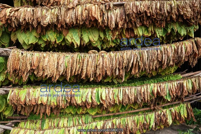 : Common tobacco. Tobacco leaves hung up for drying : Common tobacco. Tobacco leaves hung up for drying