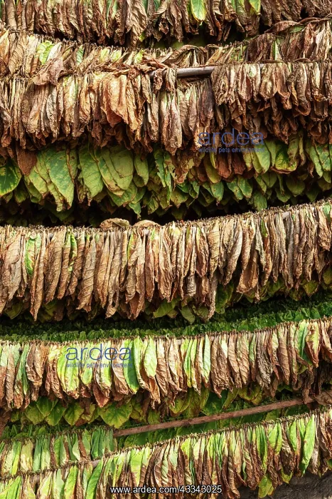 : Common tobacco. Tobacco leaves hung up for drying : Common tobacco. Tobacco leaves hung up for drying