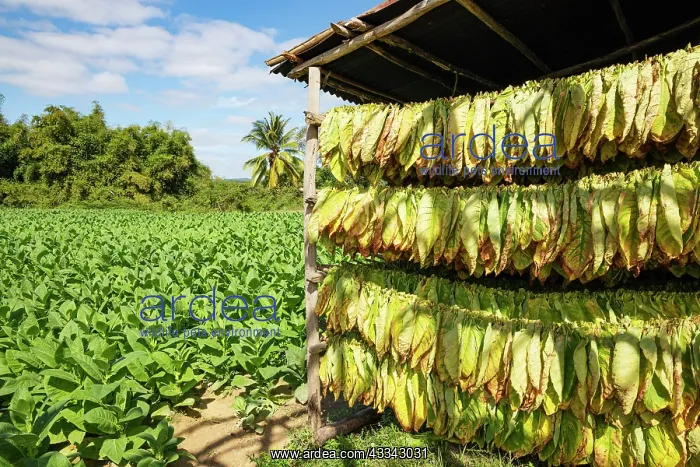 : Common tobacco. Tobacco leaves hung up for drying : Common tobacco. Tobacco leaves hung up for drying