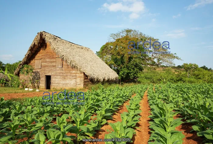 : Common tobacco. Tobacco plantation and barn used : Common tobacco. Tobacco plantation and barn used