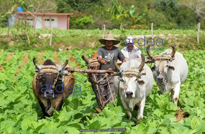 : Common tobacco. Traditional farming with oxen in : Common tobacco. Traditional farming with oxen in