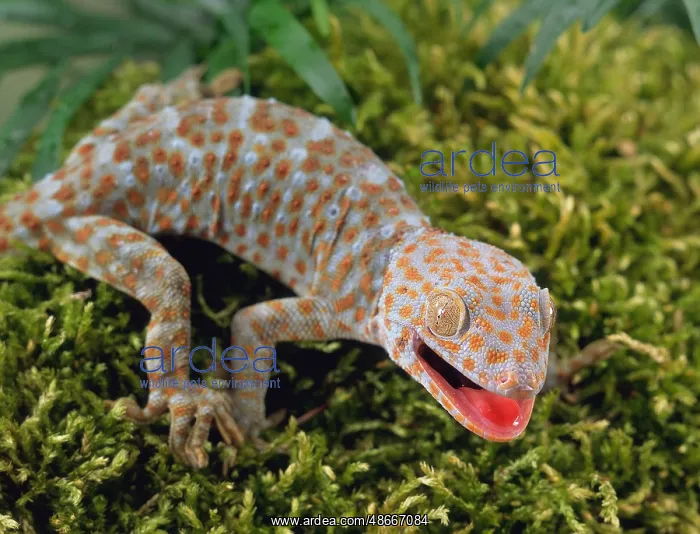 : Common Tokay Gecko (Gekko Gecko) : Common Tokay Gecko (Gekko Gecko)