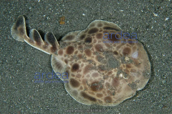 : Common Torpedo Electric Ray : Common Torpedo Electric Ray
