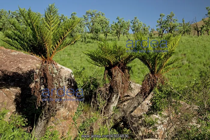 : Common Tree Fern Drakensberg Mountains, South Africa : Common Tree Fern Drakensberg Mountains, South Africa