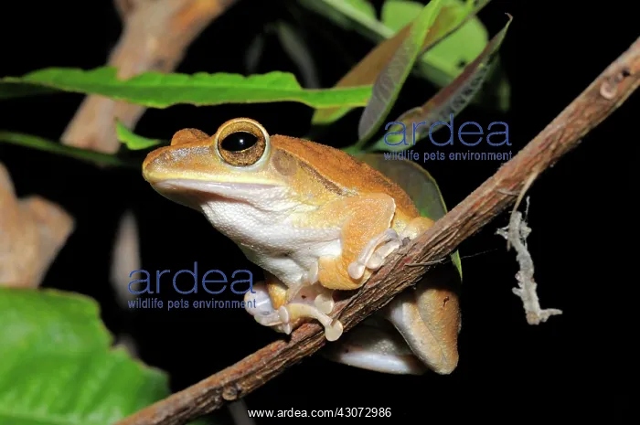 : Common tree Frog : Common tree Frog