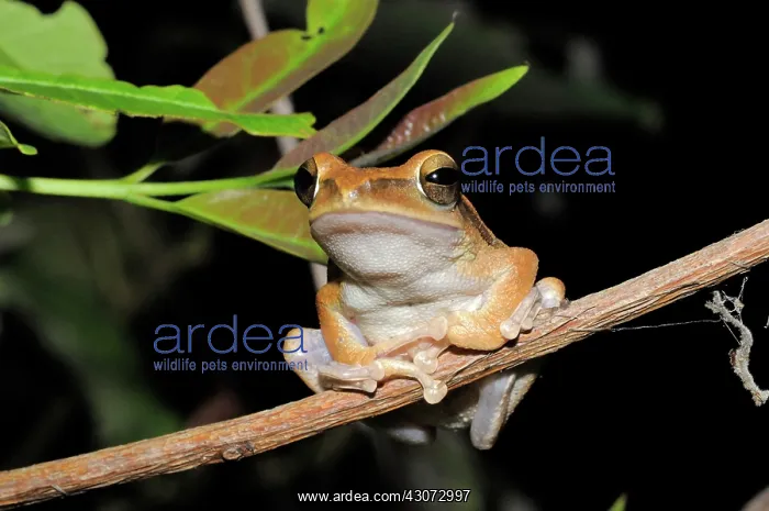 : Common tree Frog : Common tree Frog