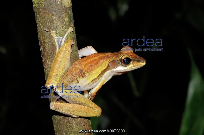 : Common Tree Frog : Common Tree Frog
