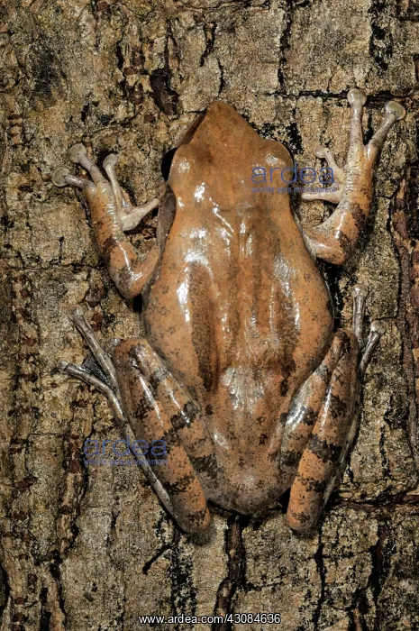 : Common Tree Frog : Common Tree Frog