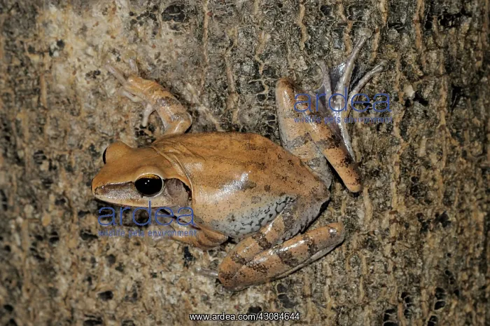 : Common Tree Frog : Common Tree Frog