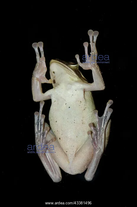 : Common Tree Frog : Common Tree Frog