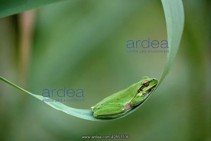 : Common Tree Frog - resting : Common Tree Frog - resting