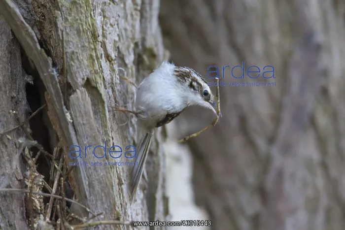 : Common Treecreeper adult bird with nesting material : Common Treecreeper adult bird with nesting material