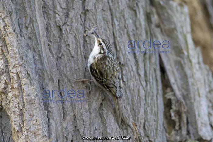  : Common Treecreeper adult bird with nesting material