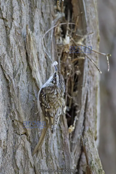 : Common Treecreeper adult bird with nesting material : Common Treecreeper adult bird with nesting material