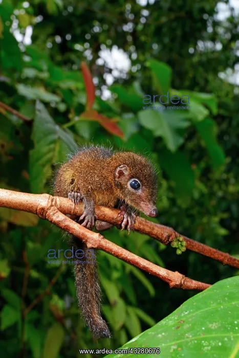 : Common treeshrew (Tupaia glis), on a branch, Siberut : Common treeshrew (Tupaia glis), on a branch, Siberut