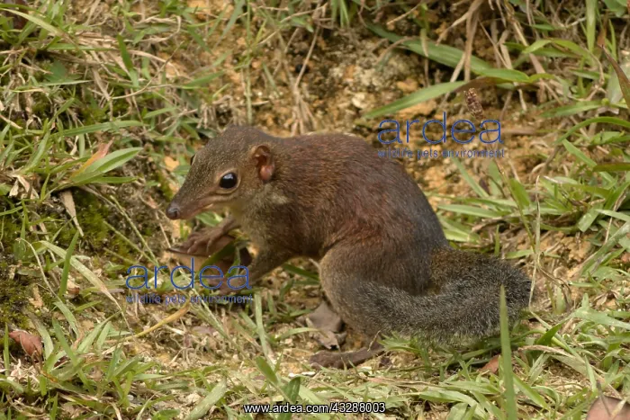 : Common Treeshrew (Tupaia glis), disturbed montane : Common Treeshrew (Tupaia glis), disturbed montane