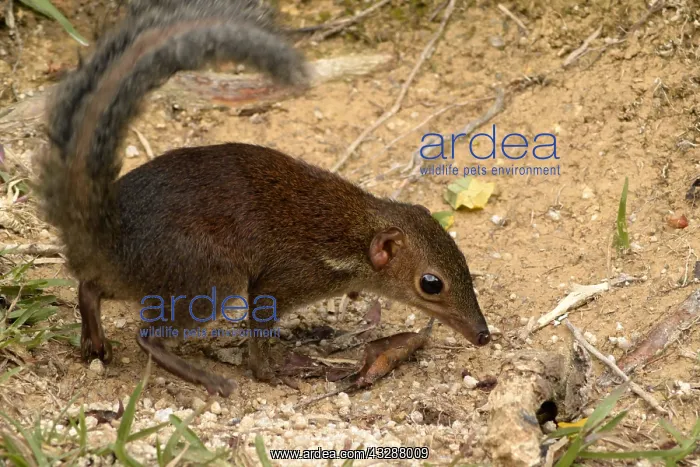 : Common Treeshrew (Tupaia glis), disturbed montane : Common Treeshrew (Tupaia glis), disturbed montane