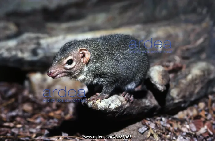 : Common Treeshrew (Tupaia glis). Southeast Asia : Common Treeshrew (Tupaia glis). Southeast Asia