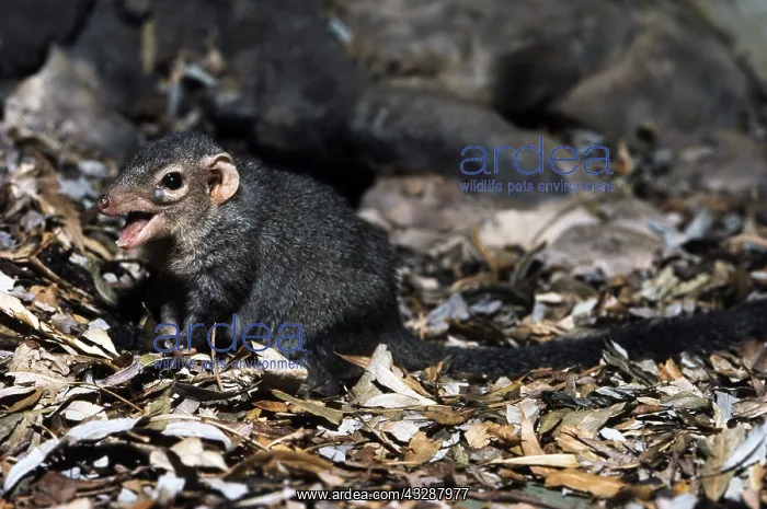 : Common Treeshrew (Tupaia glis). Southeast Asia : Common Treeshrew (Tupaia glis). Southeast Asia