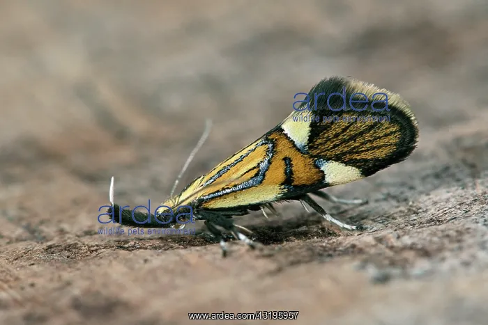 : Common tubic (Common Tubic) 8 mm, imago of a spectacular : Common tubic (Common Tubic) 8 mm, imago of a spectacular