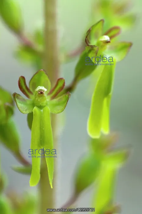 : Common Twayblade : Common Twayblade