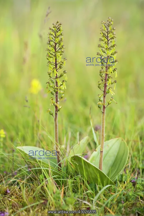  : Common Twayblade
