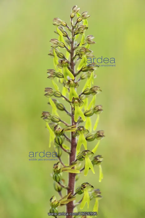  : Common Twayblade