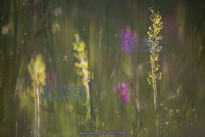 : Common Twayblade : Common Twayblade
