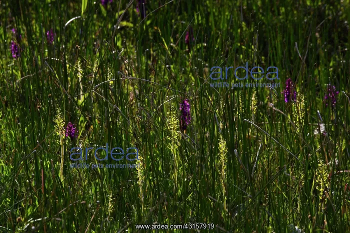 : Common Twayblade : Common Twayblade