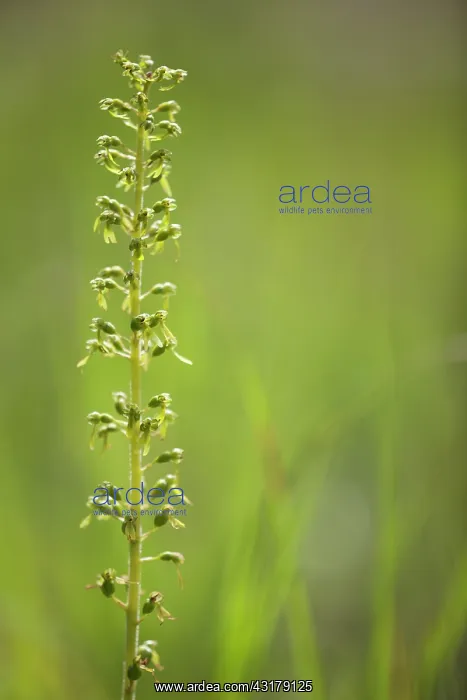 : Common Twayblade : Common Twayblade