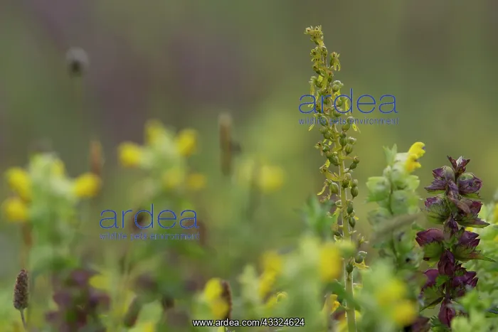 : Common Twayblade : Common Twayblade