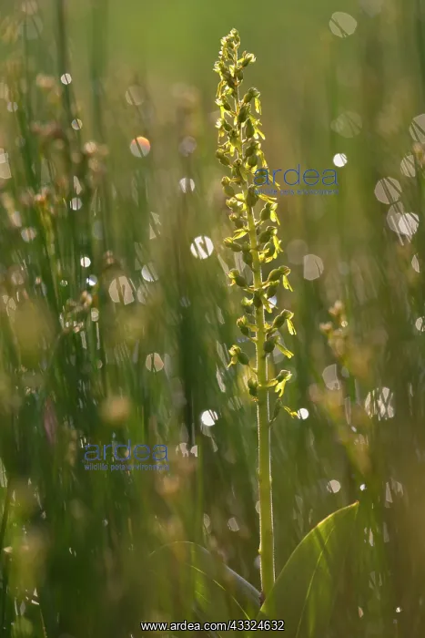  : Common Twayblade