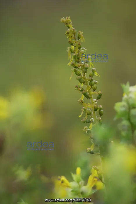  : Common Twayblade