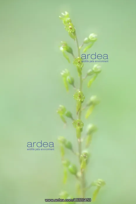 : Common Twayblade : Common Twayblade