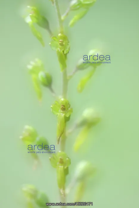 : Common Twayblade : Common Twayblade