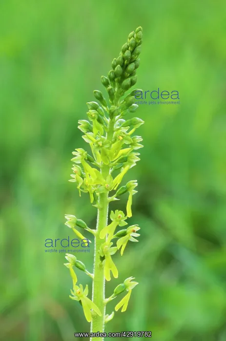 : Common Twayblade Orchid : Common Twayblade Orchid