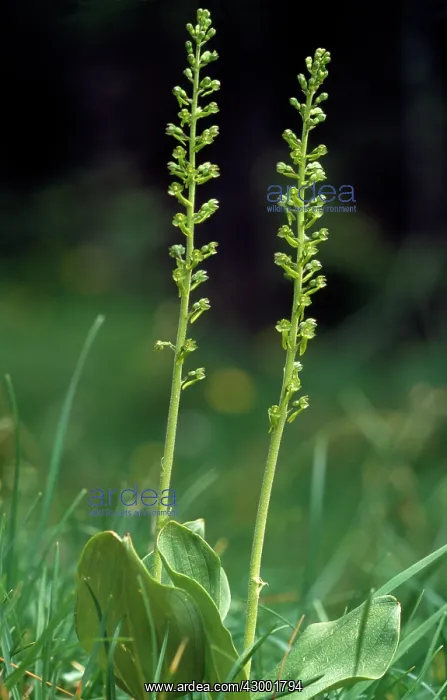 : Common Twayblade Orchid : Common Twayblade Orchid