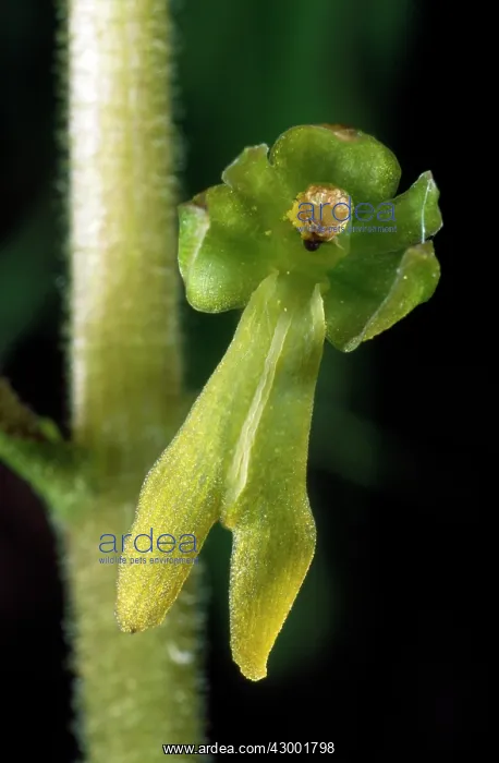 : Common Twayblade Orchid : Common Twayblade Orchid