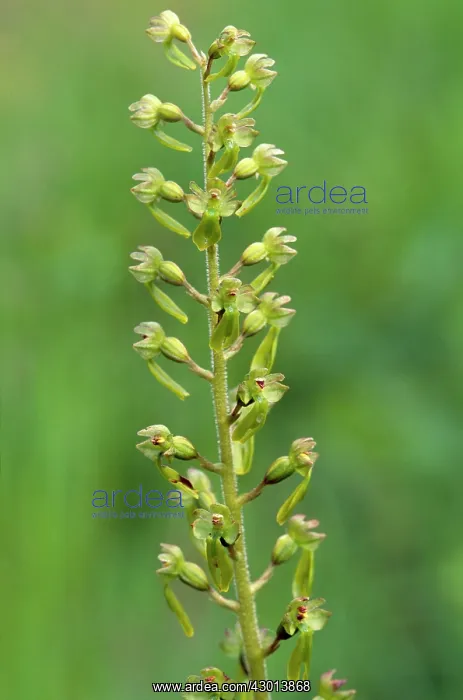 : Common Twayblade Orchid : Common Twayblade Orchid