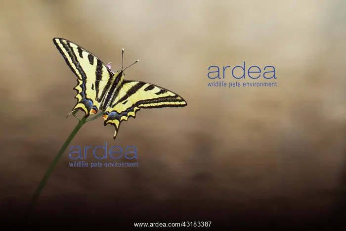  : Common Valerian
