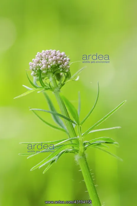 : Common Valerian (Valeriana officinalis)flowers bud : Common Valerian (Valeriana officinalis)flowers bud