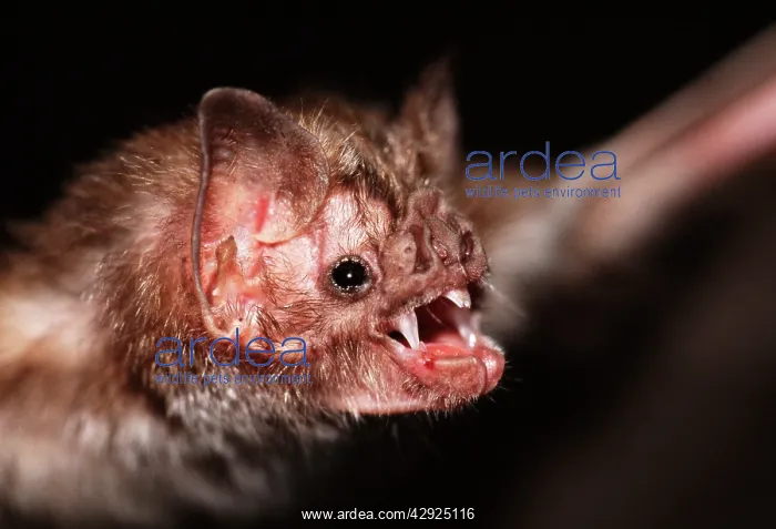 : Common Vampire BAT - close up of head, with teeth showing : Common Vampire BAT - close up of head, with teeth showing