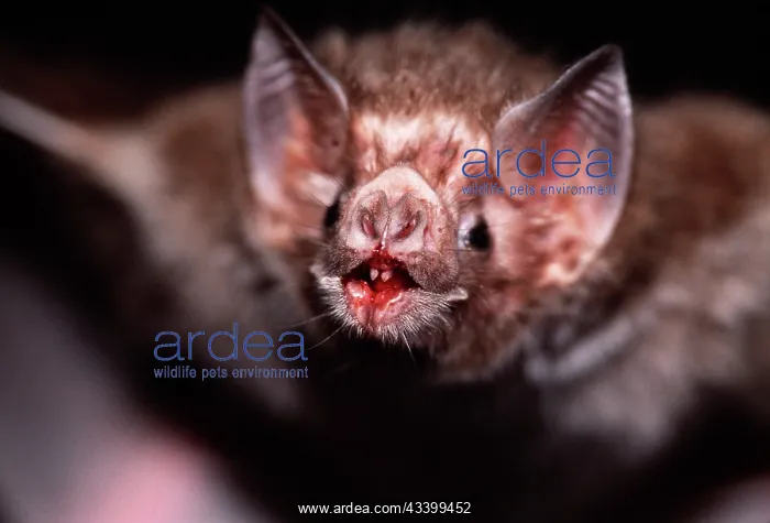 : Common Vampire Bat - close-up face after feeding : Common Vampire Bat - close-up face after feeding