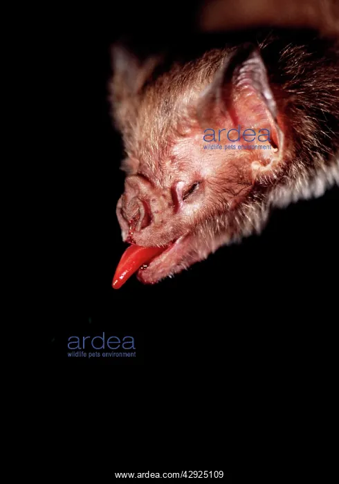 : Common Vampire Bat - close-up of head when feeding : Common Vampire Bat - close-up of head when feeding
