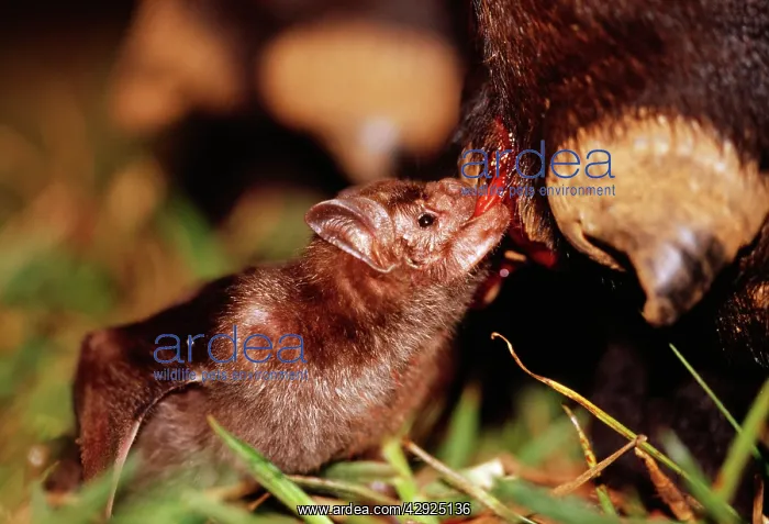 : Common Vampire BAT - feeding on cowIs leg at night : Common Vampire BAT - feeding on cowIs leg at night