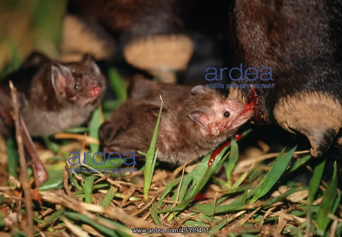 : Common Vampire BAT - feeding on a cowos leg at : Common Vampire BAT - feeding on a cowos leg at